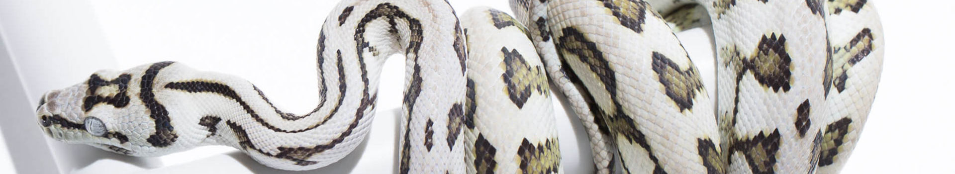 Carpet Pythons for sale