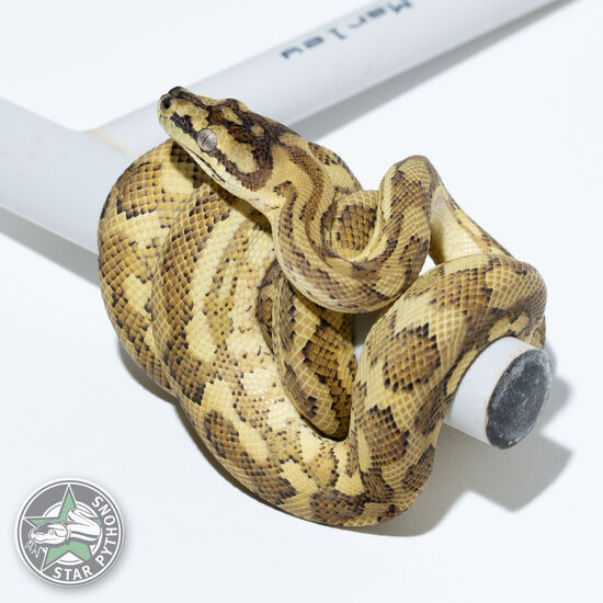 Hypo Caramel female