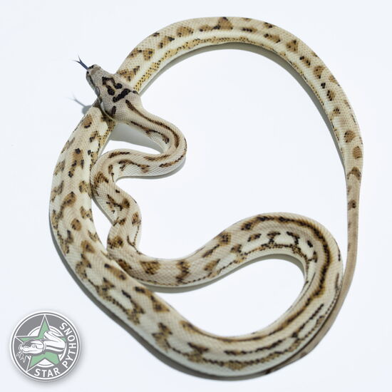 이 아름다운 (Hypo Jaguar (male)) 카펫비단뱀(ID: 23-551)이 판매 중입니다.