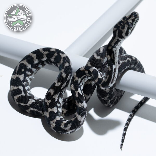 This beautiful male Axanthic het Granite carpet python with id 24-015 is for sale.