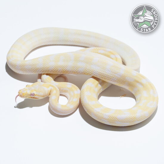 This beautiful female Snow het Granite carpet python with id 24-026 is for sale.