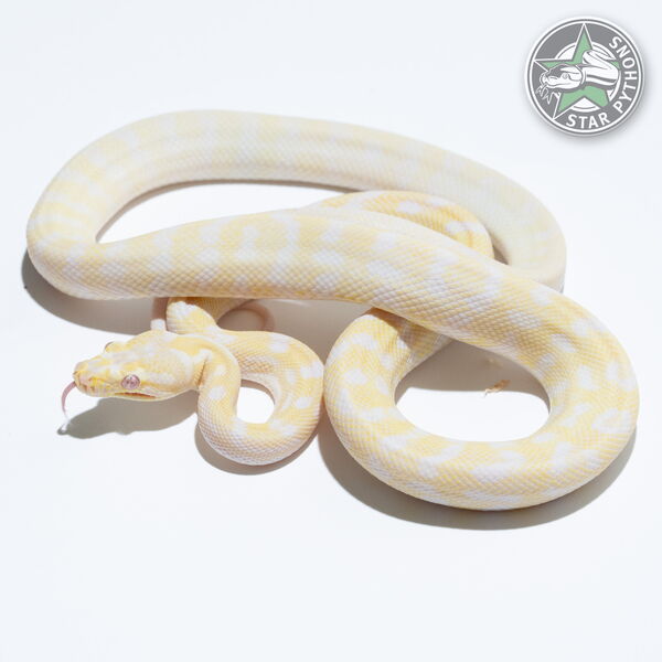 This beautiful female Snow het Granite carpet python with id 24-026 is for sale.