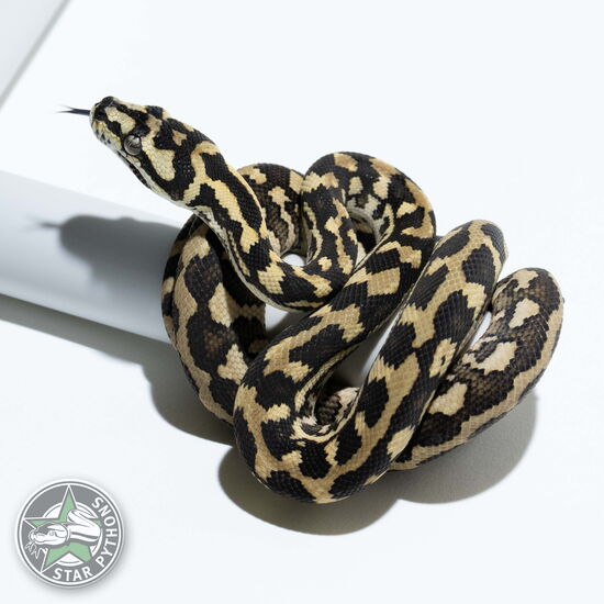 This beautiful female Jungle (50% German Bloodline) carpet python with id 24-654 is for sale.