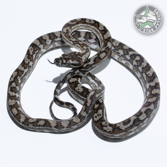 이 아름다운 (Hypo Caramel het Axanthic (male)) 카펫비단뱀(ID: 24-722)이 판매 중입니다.