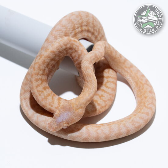 This beautiful female Albino Granite carpet python with id 25-089 is for sale.