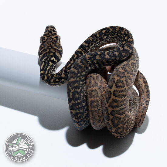 This beautiful male Zebra het Albino carpet python with id 25-174 is for sale.