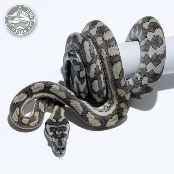This beautiful female Caramel Axanthic (pure Coastal) carpet python with id 25-546 is for sale.
