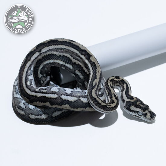 This beautiful male Axanthic Tiger carpet python with id 25-602 is for sale.