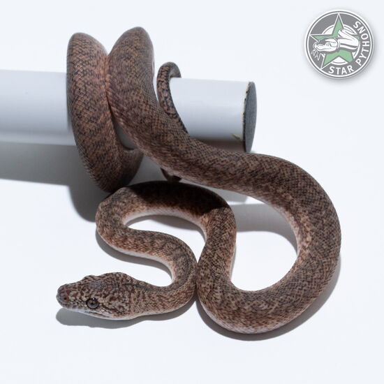 This beautiful male Granite het Axanthic (pure IJ) carpet python with id 26-004 is for sale.