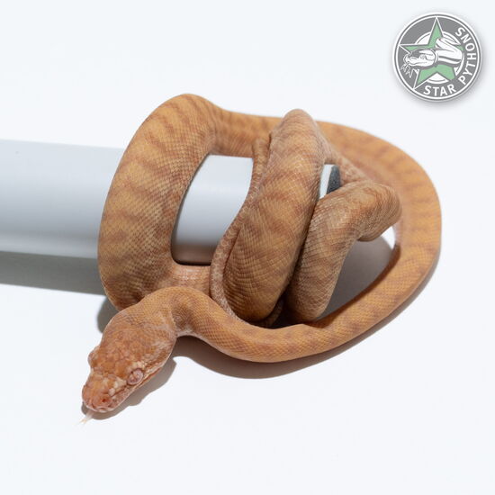 이 아름다운 (Albino Zebra (female)) 카펫비단뱀(ID: 26-029)이 판매 중입니다.