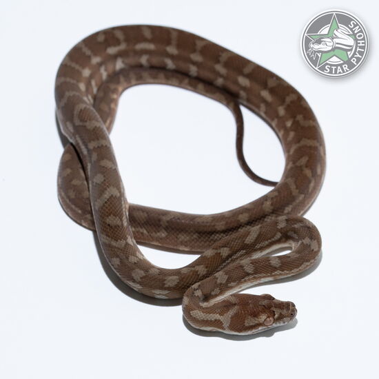 This beautiful male Hypo tplhet Snow Granite carpet python with id 26-052 is for sale.