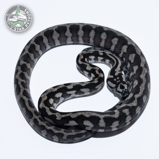 This beautiful female Axanthic (pure IJ) carpet python with id 26-062 is for sale.
