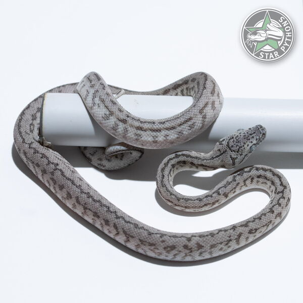 이 아름다운 (Axanthic Granite Jaguar (female)) 카펫비단뱀(ID: 26-115)이 판매 중입니다.