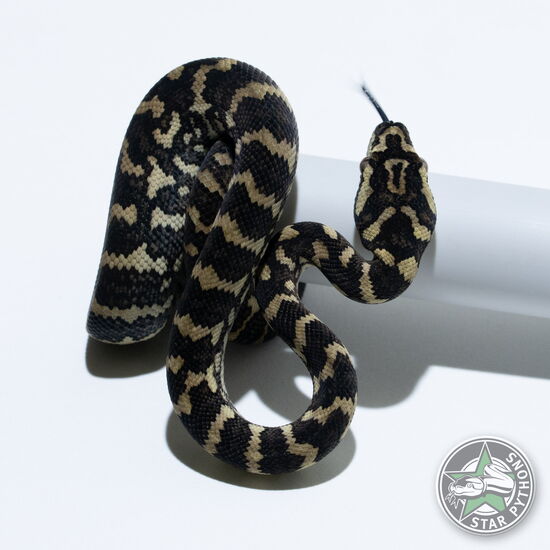 This beautiful male Jungle (100% German Bloodline) carpet python with id 26-164 is for sale.