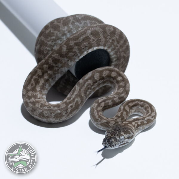 This beautiful male Ghost Zebra carpet python with id 26-387 is for sale.