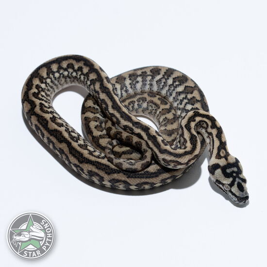 This beautiful female Jungle Jaguar carpet python with id 26-540 is for sale.
