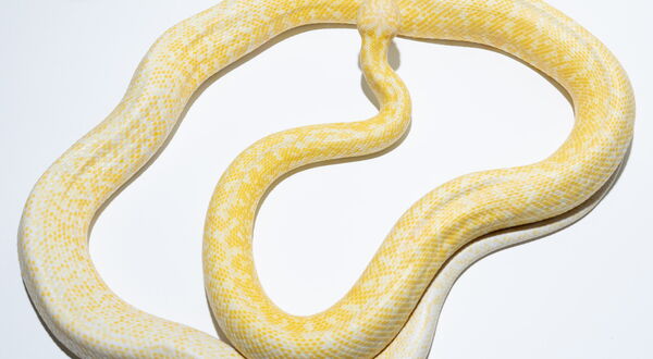 Albino Granite Teppichpython (Morelia spilota) – Unterarten-übergreifende Designerkombination aus Darwin-Albino und IJ-Granite mit heller Creme- und Gelbfragmentierung