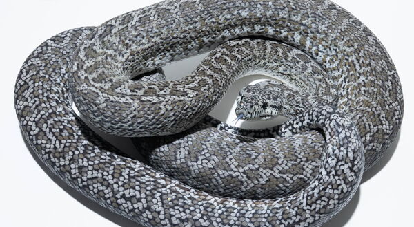 Axanthic Granite Teppichpython Weibchen (Morelia spilota), Schlupf 2020 – StarPythons