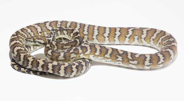 Morelia spilota variegata - Darwin Carpet Python