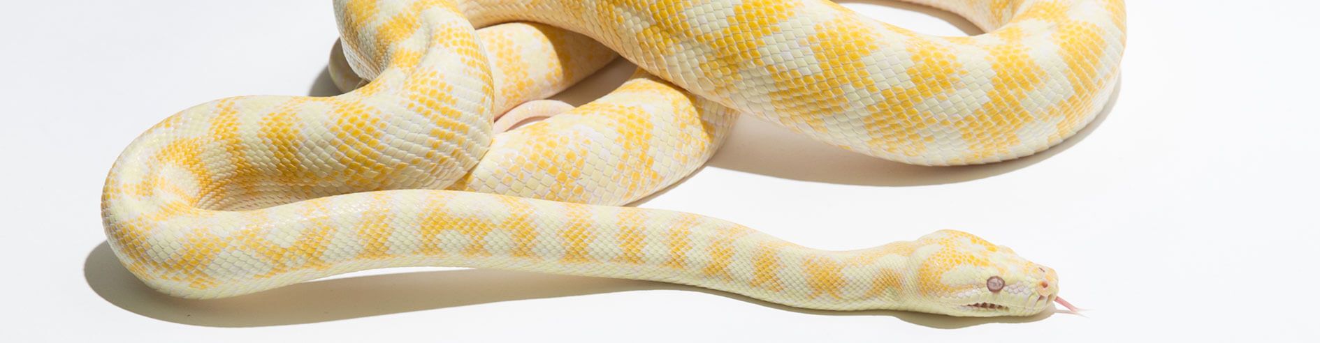 Albino Carpet Python