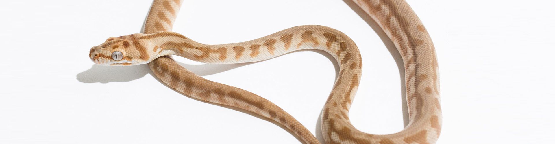 Hypomelanistic Carpet Python