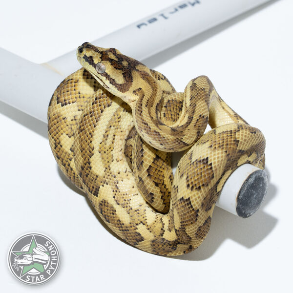 Hypo Caramel female