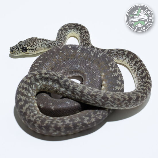 Dieses schöne Granite Teppichpython (männlich) mit der ID 24-266 ist zu verkaufen.