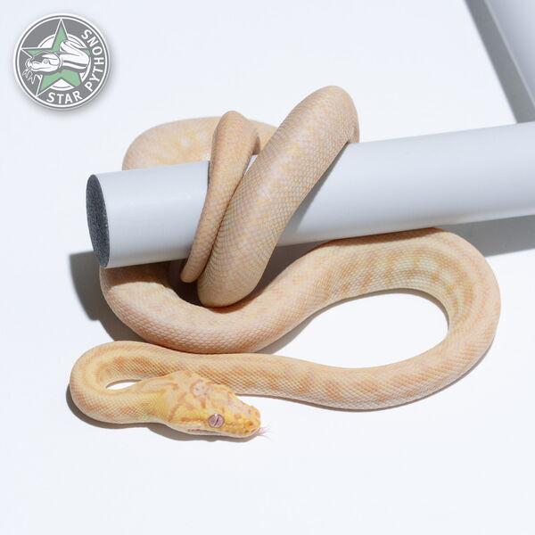 This beautiful male Albino Granite Jaguar carpet python with id 25-091 is for sale.