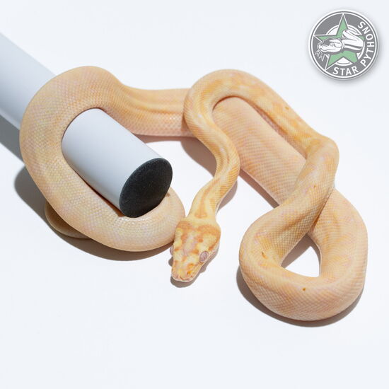 This beautiful female Albino Jaguar het Granite carpet python with id 25-094 is for sale.