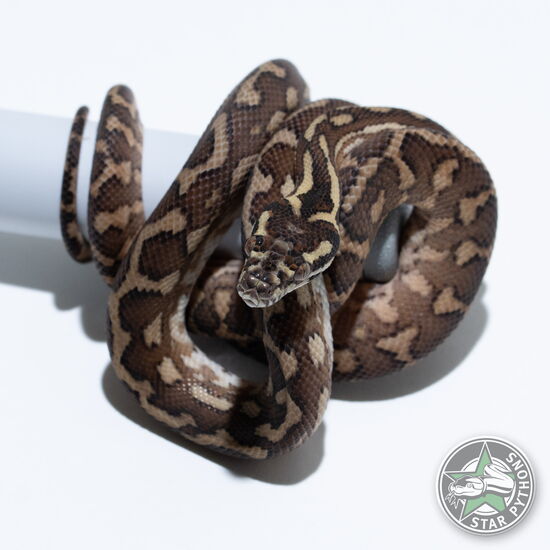 This beautiful male Caramel het Granite carpet python with id 25-368 is for sale.