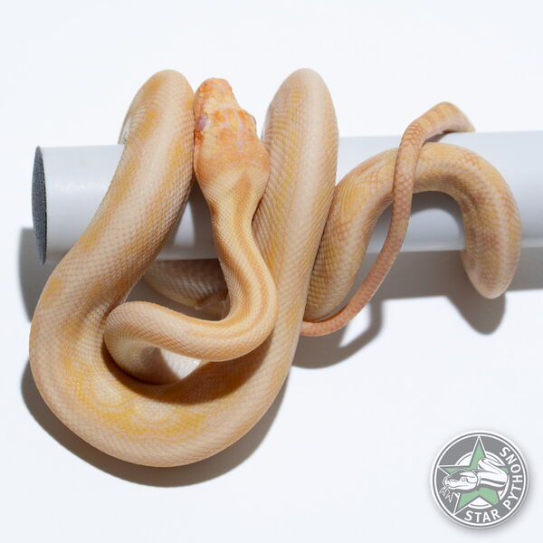 이 아름다운 (Albino Tiger Jaguar (male)) 카펫비단뱀(ID: 25-388)이 판매 중입니다.