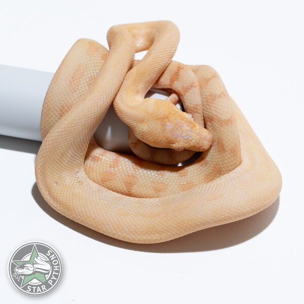 This beautiful male Albino carpet python with id 25-393 is for sale.