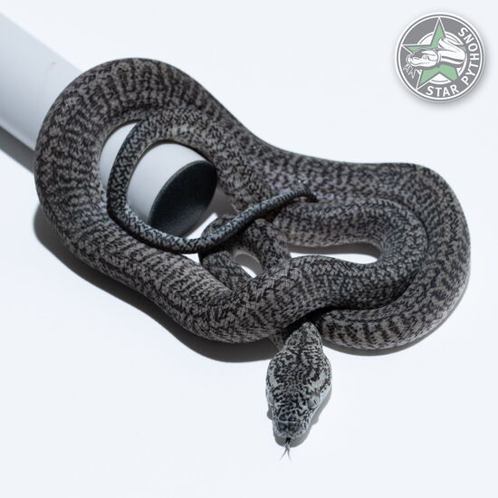 Dieses schöne Axanthic Granite (pure IJ) Teppichpython (männlich) mit der ID 26-007 ist zu verkaufen.