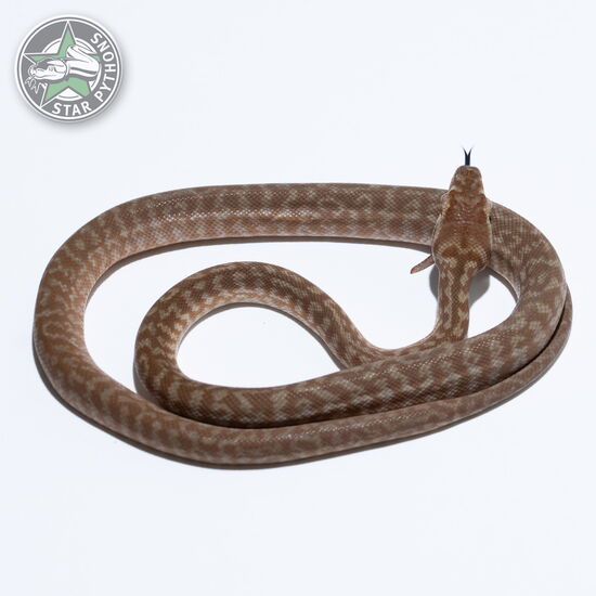 This beautiful female Hypo Zebra carpet python with id 26-246 is for sale.