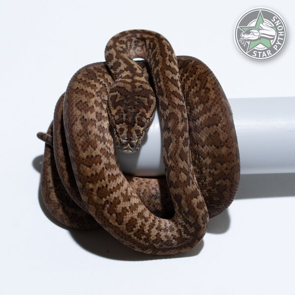 Dieses schöne Caramel Zebra Teppichpython (männlich) mit der ID 26-296 ist zu verkaufen.