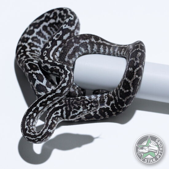 이 아름다운 (Axanthic Zebra (male)) 카펫비단뱀(ID: 26-378)이 판매 중입니다.