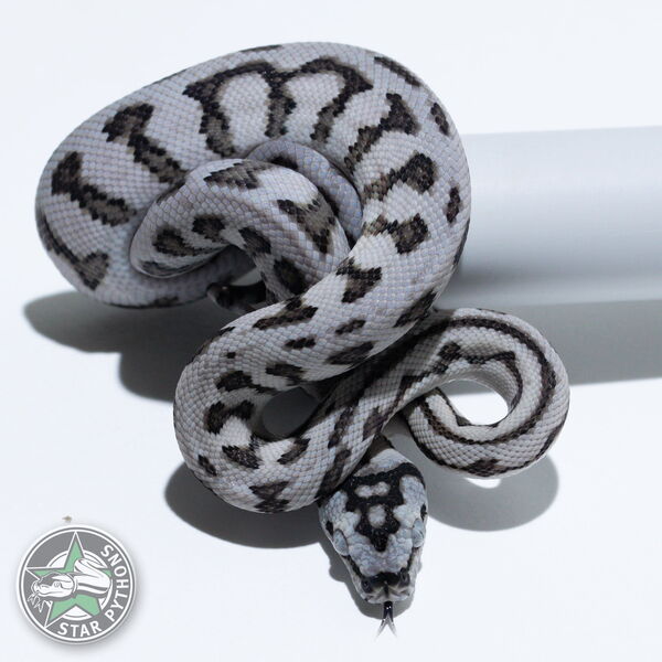 Dieses schöne Axanthic Jaguar Teppichpython (weiblich) mit der ID 26-382 ist zu verkaufen.