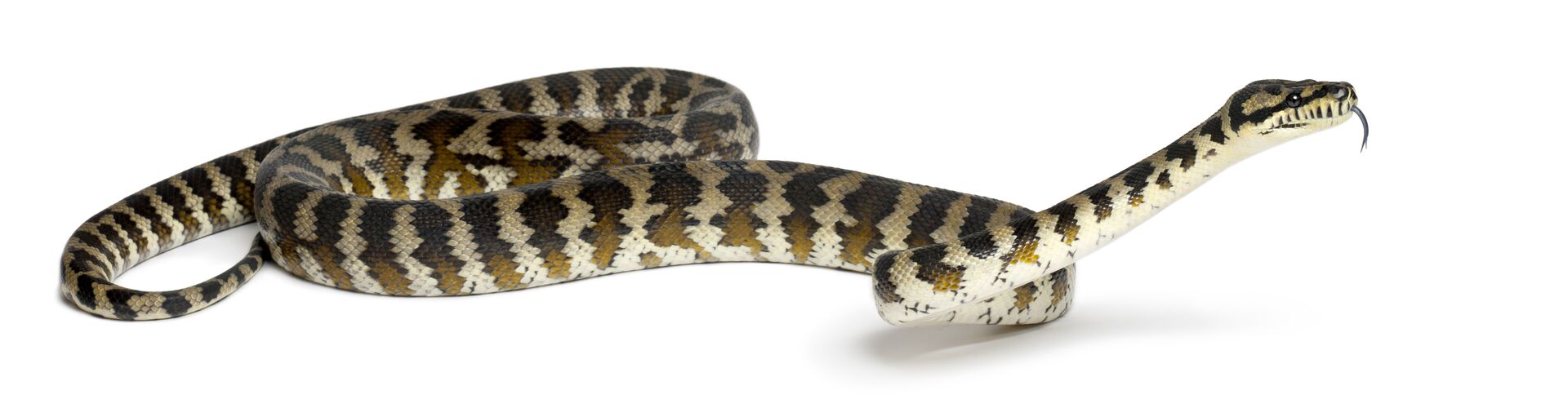 Carpet Python Care