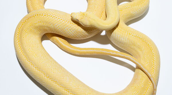 Albino Zebra Teppichpython (Morelia spilota) – amelanistischer Teppichpython mit ausgeprägter Streifenzeichnung