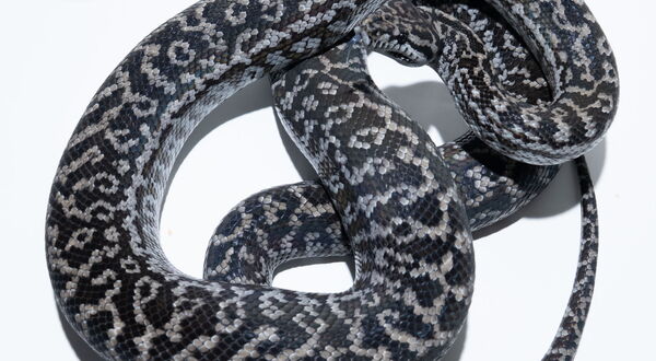 Axanthic Zebra Teppichpython Weibchen (Morelia spilota), Schlupf 2022 – StarPythons