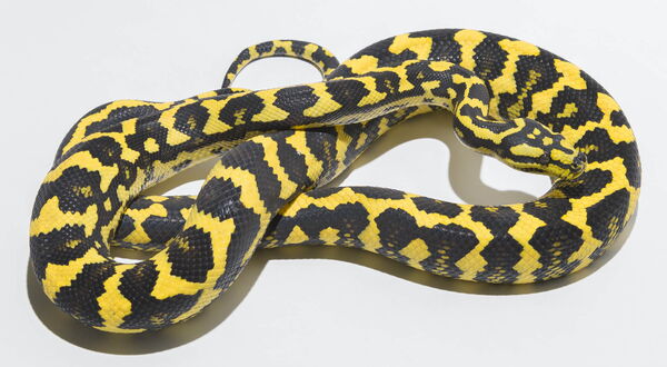 German Bloodline Jungle Carpet Python, high-contrast black and yellow – StarPythons