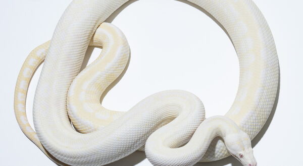 Snow Jaguar Teppichpython (Morelia spilota) – doppelt rezessive Albino-Axanthic-Jaguar-Kombination mit nahezu weißem Erscheinungsbild und rosa Augen