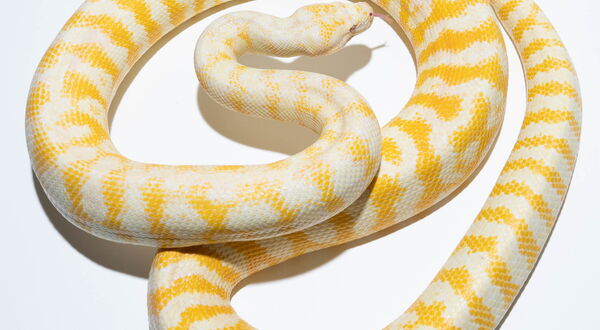 Albino Teppichpython (Morelia spilota variegata) – Tyrosinase-negative Farbmutation mit weißer und gelber Zeichnung | StarPythons