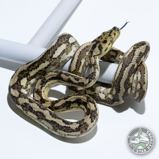 이 아름다운 (Hypo Caramel (Female)) 카펫비단뱀(ID: 23-547)이 판매 중입니다.