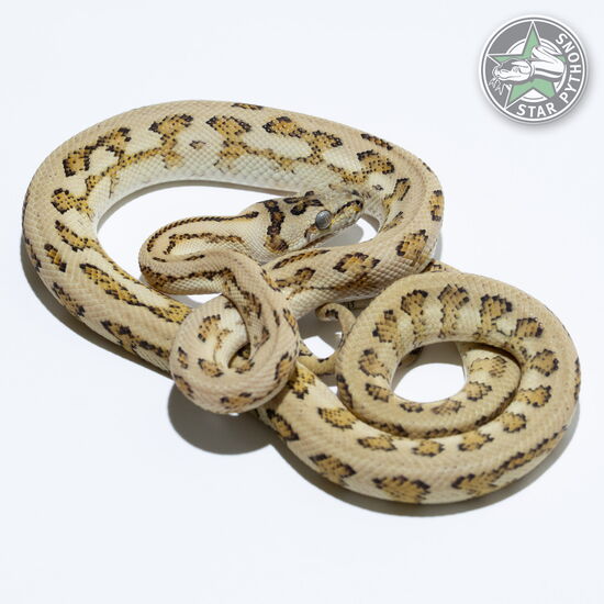 이 아름다운 (Hypo Jaguar (female)) 카펫비단뱀(ID: 23-697)이 판매 중입니다.