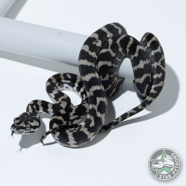 Axanthic het Granite female
