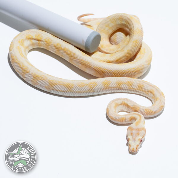 This beautiful male Albino Jaguar het Axanthic carpet python with id 24-076 is for sale.
