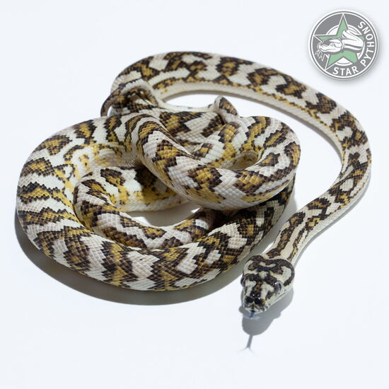 이 아름다운 (Hypo het Axanthic (female)) 카펫비단뱀(ID: 24-1004)이 판매 중입니다.
