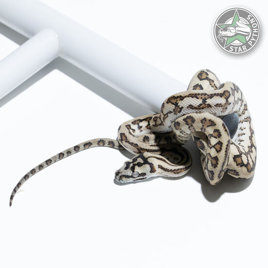 Caramel Jaguar het Axanthic female