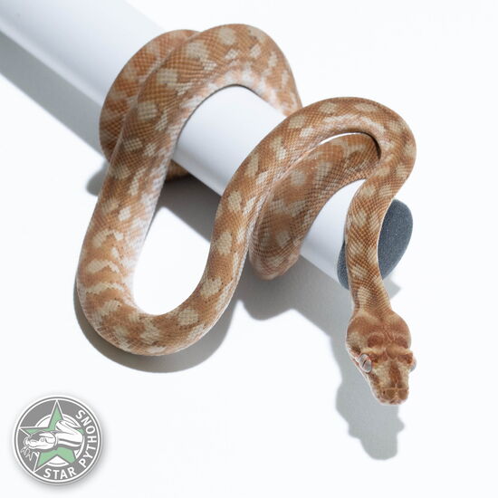 Dieses schöne Hypo Caramel (pure Coastal) Teppichpython (weiblich) mit der ID 24-466 ist zu verkaufen.